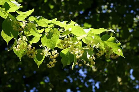 Maybe you would like to learn more about one of these? Linden Flower Tea Recipe - Eat The Planet