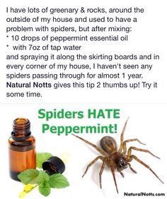 What can you do to control them? Getting rid of spiders in your home! | Get rid of spiders ...