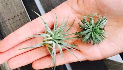 Also water more often, especially if the weather is hot. How Much Water Do My Air Plants Need | Air plants, Air ...