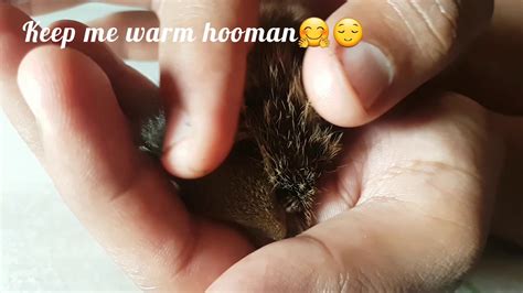 A friend of mine took care of a baby squirrel she found on the ground. Rescued Baby Squirrel Journal... - YouTube