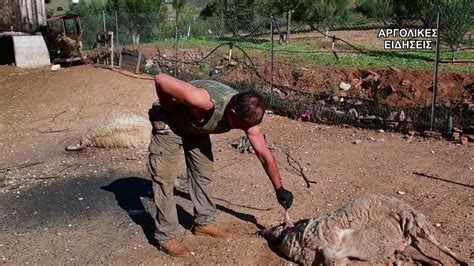 Ανθισαν πρόωρα οι αμυγδαλιές στην αργολίδα, λόγω της καλοκαιρίας των τελευταίων ημερών. ΑΡΓΟΛΙΔΑ -ΣΚΥΛΙΑ ΚΑΤΑΣΠΑΡΑΞΑΝ ΚΟΠΑΔΙ ΠΡΟΒΑΤΩΝ 4/11/2018 ...