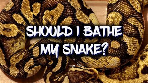 Children aged 6 to 11 need a bath: How often should I give my snake a bath? - YouTube