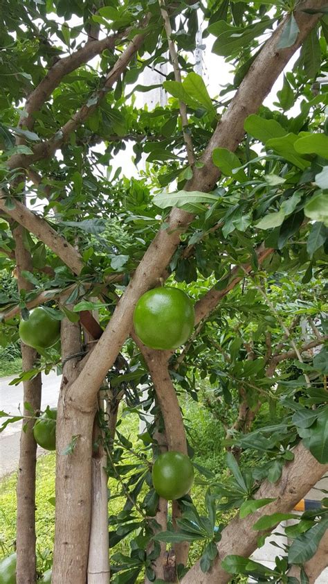 Here are ten particularly unusual trees; Unusual fruit trees. Fruit is quite large with a smooth ...