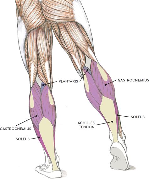 The rear calf muscles are the main focus, and get the bulk of work in most bodybuilding circles. MUSCLE DIAGRAM