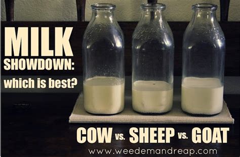 1 cup of goat milk = 167.9 calories, fat cal 90.91 vs 1 cup of whole cow milk = 150 calories, fat cal 70. Cow Milk vs Sheep Milk vs Goat Malik - Which is best ...