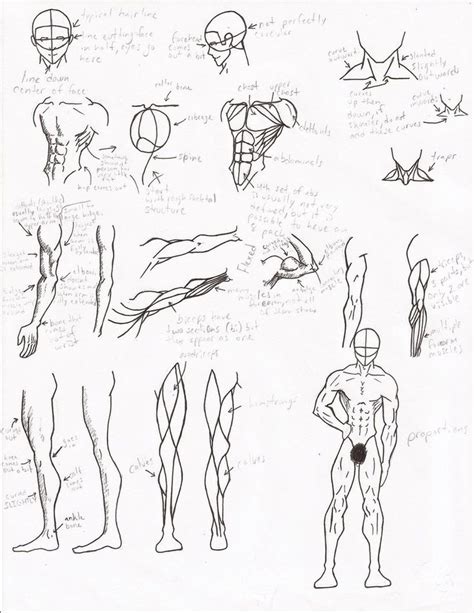 I'll make this one later. Muscle Anatomy by Facepalmmaster | Muscle anatomy, Anatomy ...