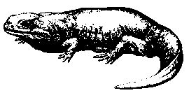 A reconstruction of the temnospondyl amphibium archegosaurus decheni from the early permian i sculpted for the museum für naturkunde at berlin. 중간화석에 대한 정리 -- 1 - 비오는 일요일
