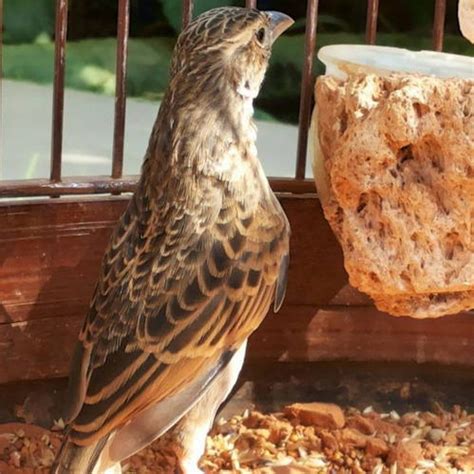 Yang menjadikan burung ini memiliki keistimewaan dibandingkan dengan burung yang lain yaitu, burung branjanganmampu berkicau sambil terbang di tempat. Cara Membedakan Branjangan Jantan dan Betina - Binatang ...