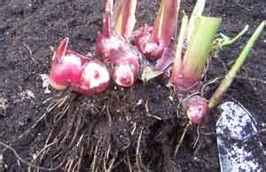 Cannas aren't just for gardens.growing cannas in containers is a good way to guarantee summer blooms. overwintering canna lily (With images) | Canna lily ...