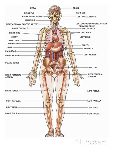 How tall is a human? Human Anatomy Female - koibana.info | Human body organs ...