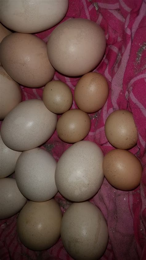 Melansir australian eggs, telur di antaranya mengandung 11 vitamin dan nutrisi berbeda. Warisan Petani: Telur Ayam Jantan.