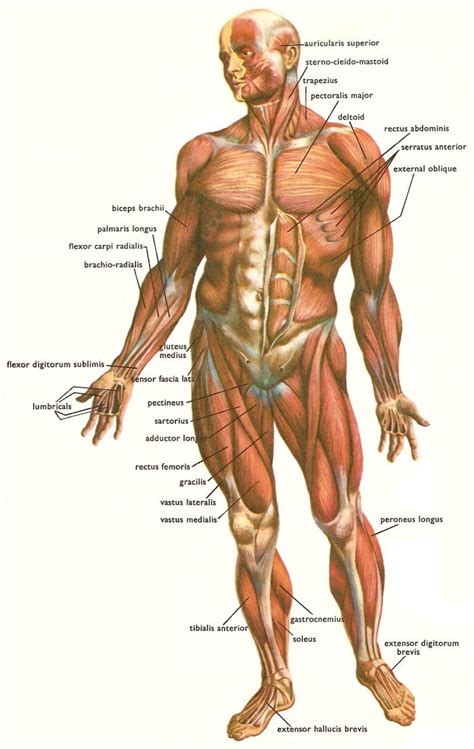 So most muscles in the body come in antagonistic pairs, and when one in the pair is contracted, the other is necessarily relaxed. Muscles in your body responsible for strength