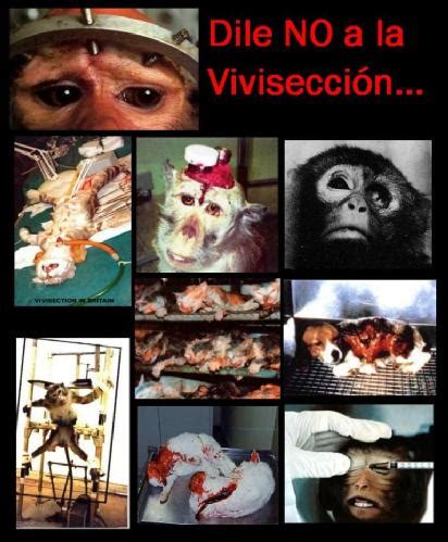 Se trata de analizar cuál es. Maltrato Animal : ANIMALES USADOS EN EXPERIMENTOS!!