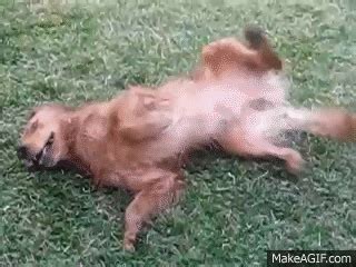 Conversely, your dog might be trying to get rid of an unpleasant or displeasing scent on his body. Dog Rolling in Grass on Make a GIF