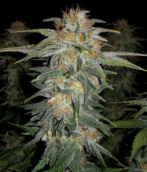 Cannabis Indica: The Essential Guide: June 2012