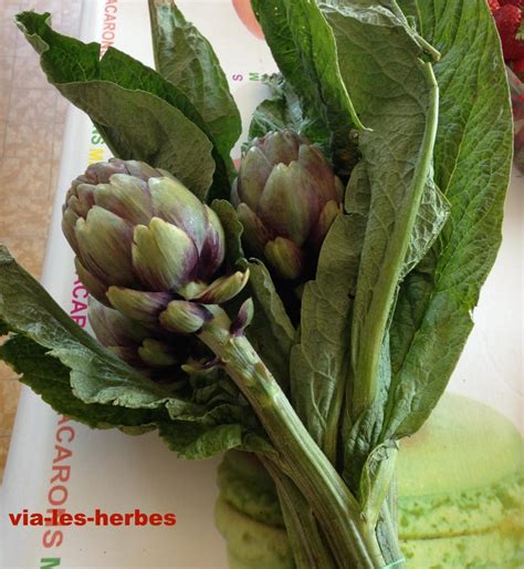 Les grandes plantes du foie | Via-les-herbes