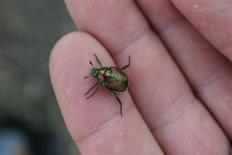 I am sure you have seen them at they are known to be nasty, destructive, and silent lawn destroying insects. metallic green | Extension Entomology