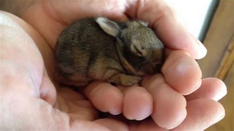 Cottontail bunny rabbit wildlife cottontail rabbit animal hare nature cute mammal. Desert Cottontail 5 Days Old Rehabilitation - YouTube