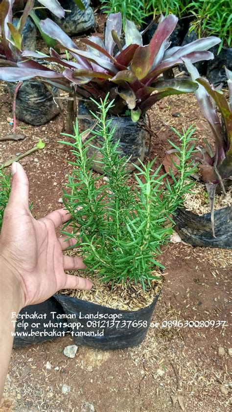 Tanaman Hias Rosemary | Tanaman Pengusir Nyamuk | Pohon ...