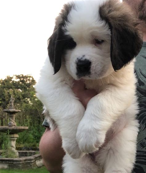 Originally the saint bernard dog breed guarded the grounds of switzerland's hospice saint bernard as well as to help find and save lost and injured travelers. READY NOW - Stunning Saint Bernard Puppies | Stoke On Trent, Staffordshire | Pets4Homes