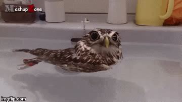 This owl wanted to take a bath and relax after a days hard work. Owl Taking a Bath - Imgflip