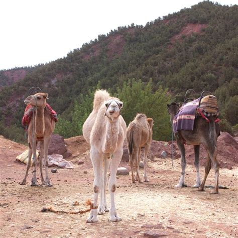 Lera is at home today. 3 Fascinating Camel Ride Morocco Options You can't Miss!