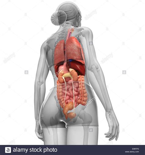 Vintage anatomy charts of the human body showing the skeletal and muscle systems. Anatomy Of Female Human Body From The Back - Female Muscle ...