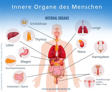 Ejakulation ist die abgabe von sperma (normalerweise sperma enthaltend ) aus dem männlichen fortpflanzungstrakt infolge eines. Bauchschmerzen oberbauch | 10 Arzneien bei Bauchschmerzen ...