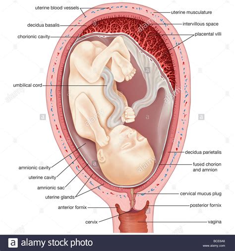 Ultrasound uses sound waves to produce images of the uterus, fallopian tubes, ovaries, and surrounding tissue. Diagram of a human uterus during the fourth month of ...