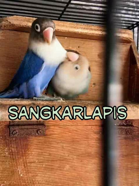 Feb 09, 2020 · tag: Cara Membuat Kandang Ternak Lovebird Dengan Bahan Seadanya ...