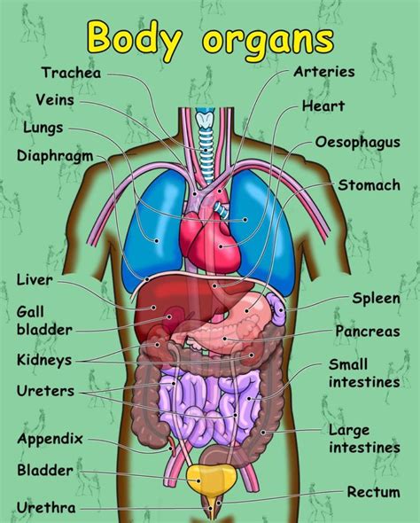 We did not find results for: Human body organ diagram labeled | Human body vocabulary ...