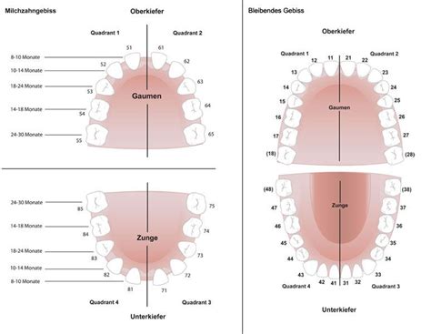 Wann fallen die milchzähne aus? Zahnwechsel - Kieferorthopäde Bad Cannstatt, Dres. Schaber ...