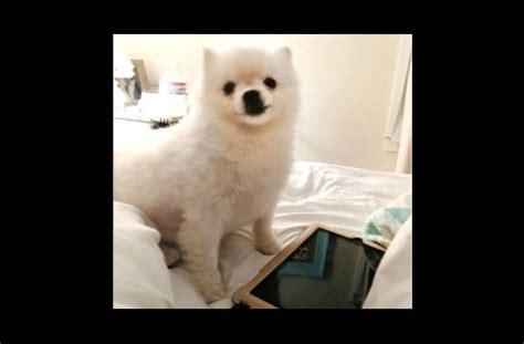 Follow roux's adventures on instagram and twitter @roux_pom jukin media verified. Get Ready For Quite Possibly The Cutest Puppy Sneeze Of All Time | Cute puppies, Puppies ...