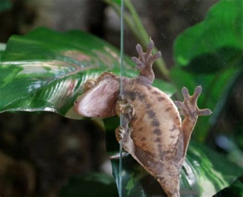 Eine geckozüchterkollegin aus arbon am bodensee, hat das sehr gut in ihrer. Haltung im Terrarium - Kronengecko