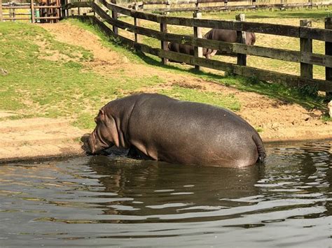 Today, among its inhabitants can find many rare species of. ZSL Whipsnade Zoo (Dunstable) - 2020 All You Need to Know ...