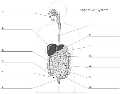 See all 71 smartdraw reviews. Digestive System Unlabeled Example - SmartDraw in 2020 ...