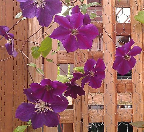 Other common names clematis 'star of india'. clematis star of india | Clematis in Seattle