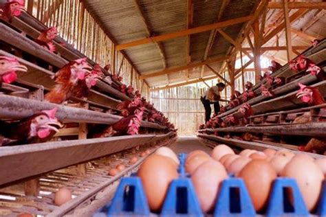 Seperti pada peternakan ayam petelur yang kami kunjungi, yang dimana peternakan tersebut dimiliki individu. Integrator Peternakan Dukung Industri Tepung Telur ...