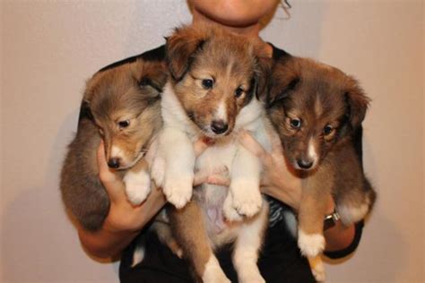 We are a small kennel located in eastern pennsylvania. AKC Shetland Sheepdog (Sheltie) Puppies for sale for Sale ...
