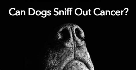 Bladder cancer can often be found early because it causes blood in the urine or other urinary learn more about these partnerships and how you too can join us in our mission to save lives, celebrate but if a person has bladder cancer, at some point the blood reappears. Can A Dog Really Smell Cancer In Humans?