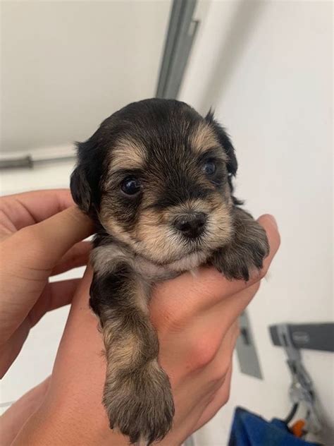A partial name is acceptable if you are not sure of the spelling. YorkiePoo Puppies For Sale | San Diego, CA #337302