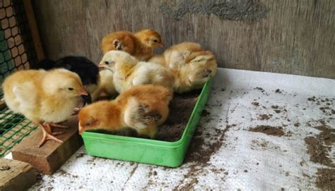 Anak burung menetas dengan memecah kulit telur dengan menggunakan paruhnya. √ 4+ Racikan Makanan Anak Ayam Bangkok & Hias Agar Cepat Besar