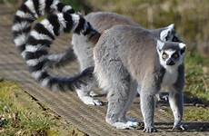 london zoo zsl lemurs tailed