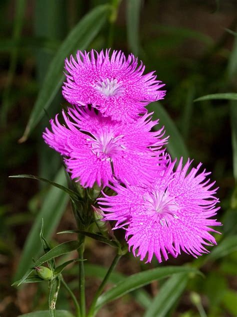 Jun 29, 2021 · デイジーの花言葉さんのブログです。最近の記事は「紫陽花の季節ですね。（画像あり）」です。 なでしこ花言葉の真の意味をなでしこジャパンから読み解く ...