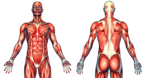Back muscle anatomy, types, structure, importance & names. Muscles | The human body | Anatomy & Physiology
