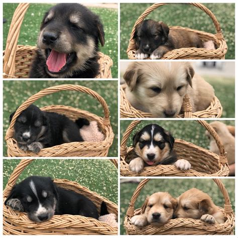 Our akc golden retriever puppies have excellent champion bloodlines! Golden Retriever Puppies For Sale | El Paso, TX #327025