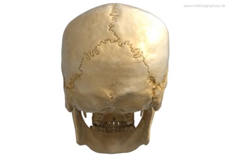 Anatomy of the skull and bones of cranium on medical illustrations. Schädel (hinten) - Kostenlose Illustration/Free Illustration