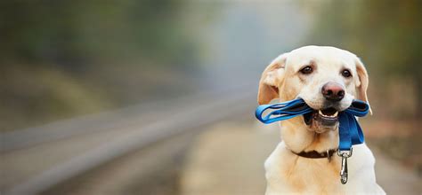 Though he might not appreciate not smelling like a stinky dog quite as much as you do, he might appreciate a. Dog Leash Training | Blue Buffalo