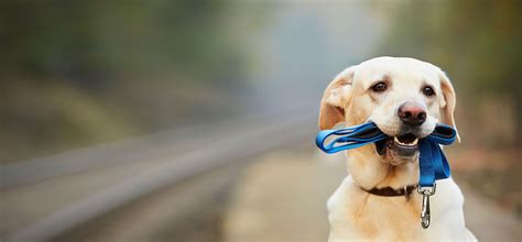 Virtually any small and medium sized business that needs to process payments. Dog Leash Training | Blue Buffalo