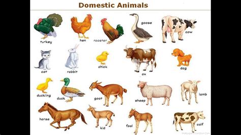 Types of animals in english with useful list and animal pictures. animals names